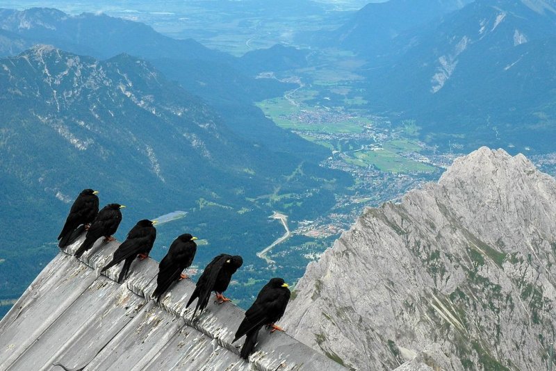 the chough's view