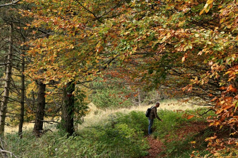 lussureggiante foresta