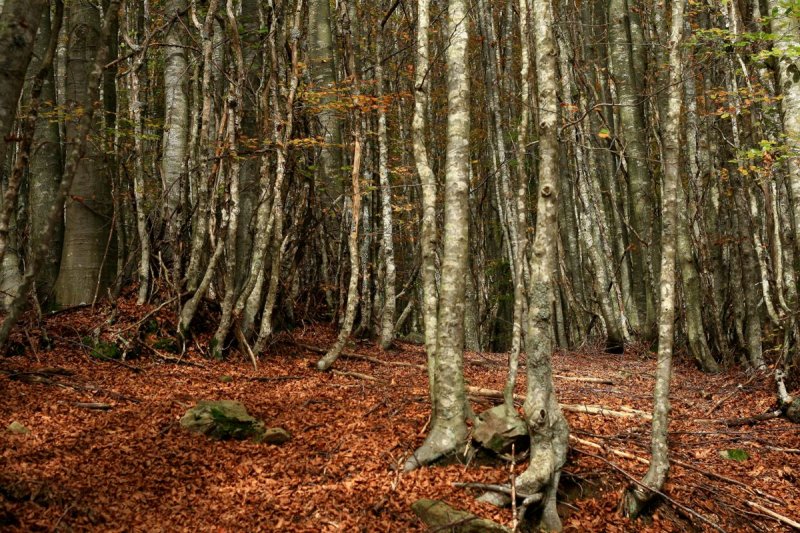 una foresta impenetrabile