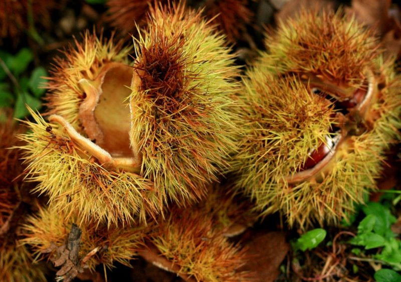 castagne