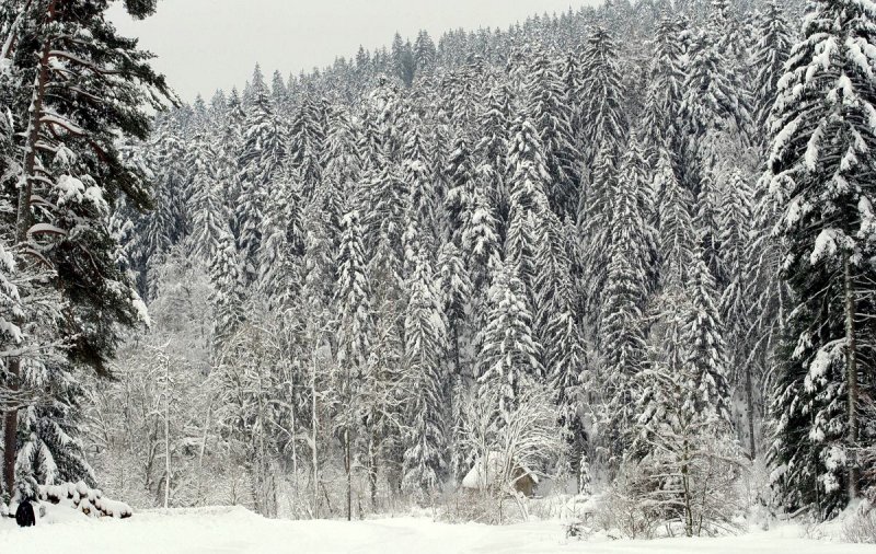a dense pine forest.