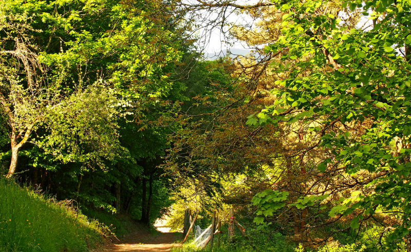 la forêt de Maisongoutte