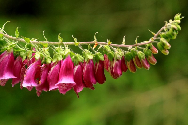 digitalis, foxglove