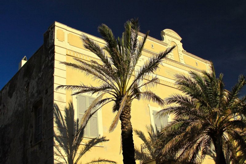 Erbalunga, palm trees