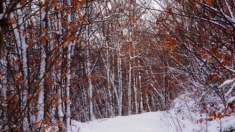winter forest - Bernardvill