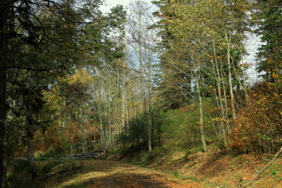 forêt automnale