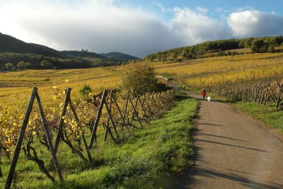 autumn walk in the Vosges forest and in the vineyards