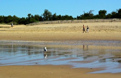 little walk on the beach