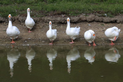 cool geese