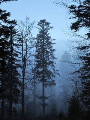 a blue veil of mist