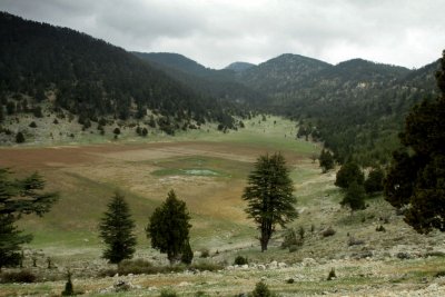 cedar forest