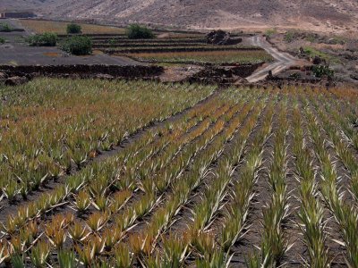  aloe vera fields