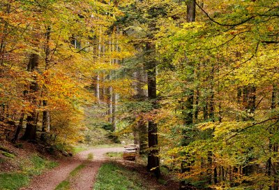 la forêt du Nideck