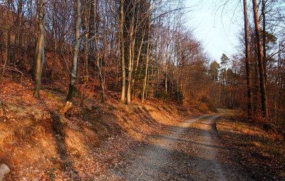 une forêt en Lorraine