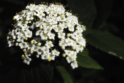 white blossom