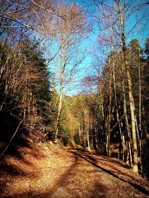 la forêt d'Oberhaslach