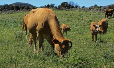 Corsican cows