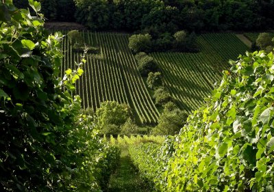summer vineyard