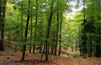 la forêt de Lutzelhouse