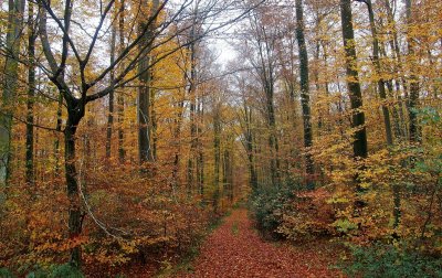 la forêt de  Heiligenberg
