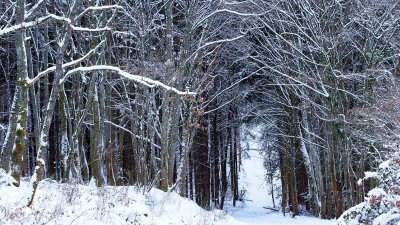 forêt de Bernardvillé