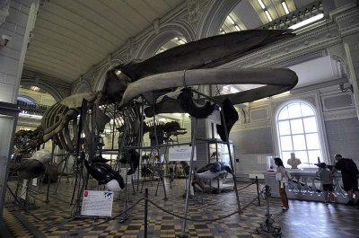 Zoological Museum, St Petersburg - 9917