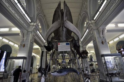 Zoological Museum, St Petersburg - 9919