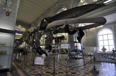 Zoological Museum, St Petersburg - 9921