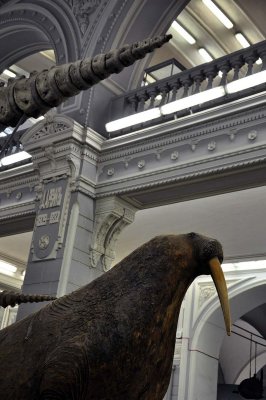Zoological Museum, St Petersburg - 9926