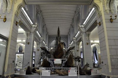 Zoological Museum, St Petersburg - 9933