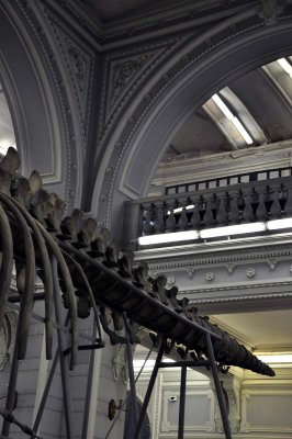Zoological Museum, St Petersburg - 9941