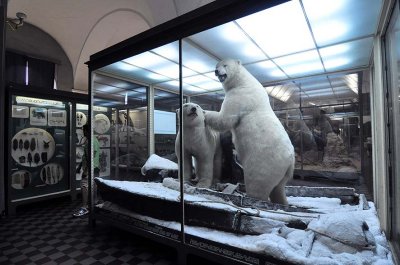 Zoological Museum, St Petersburg - 9951