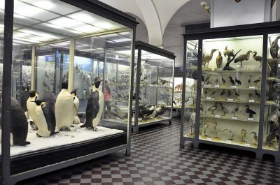 Zoological Museum, St Petersburg - 9961