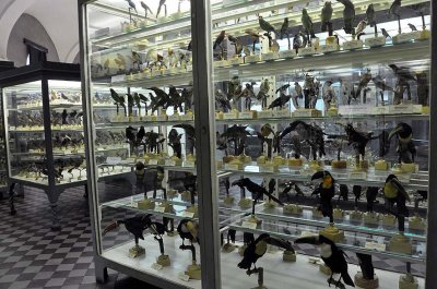 Zoological Museum, St Petersburg - 9971