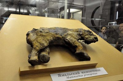 Zoological Museum, St Petersburg - 9976