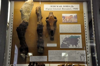 Zoological Museum, St Petersburg - 9979