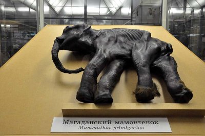 Zoological Museum, St Petersburg - 9982