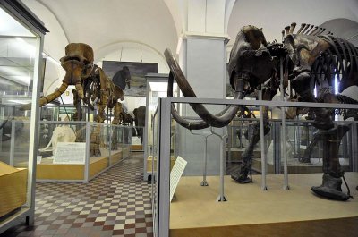 Zoological Museum, St Petersburg - 9990