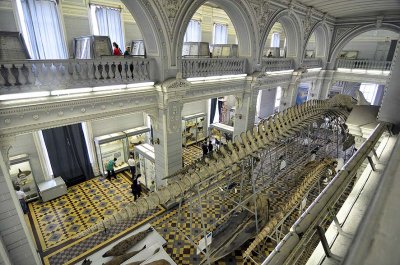 Zoological Museum, St Petersburg - 0056