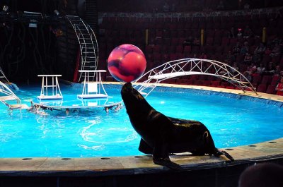Circus on water show, Bolshoi St Petersburg State Circus - 1144