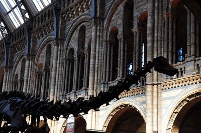 Natural History Museum, London - 3539