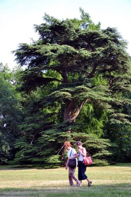 Parc du Chteau d'Azay-le-Rideau - 6526