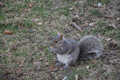 Squirrel in Washington Square - 6015
