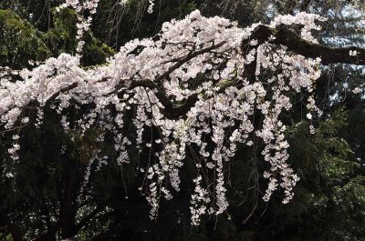Cherry blossoms in Brooklyn Botanic Garden - 7044