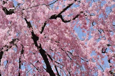 Cherry blossoms in Brooklyn Botanic Garden - 7046