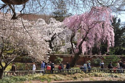 Cherry blossoms in Brooklyn Botanic Garden - 7056