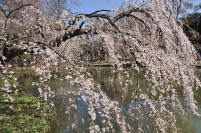 Cherry blossoms in Brooklyn Botanic Garden - 7060