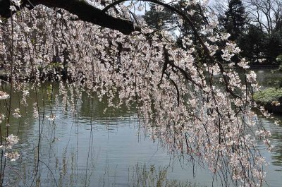 Cherry blossoms in Brooklyn Botanic Garden - 7061