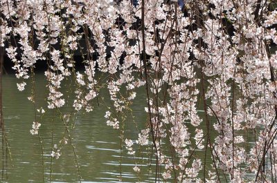 Cherry blossoms in Brooklyn Botanic Garden - 7062