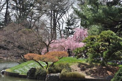 Cherry blossoms in Brooklyn Botanic Garden - 7065